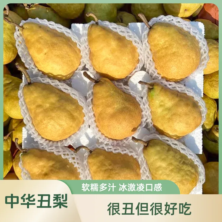 烟台丑梨中华丑梨软糯多汁滋润皮薄莱阳梨啤梨冰激凌口感放软吃