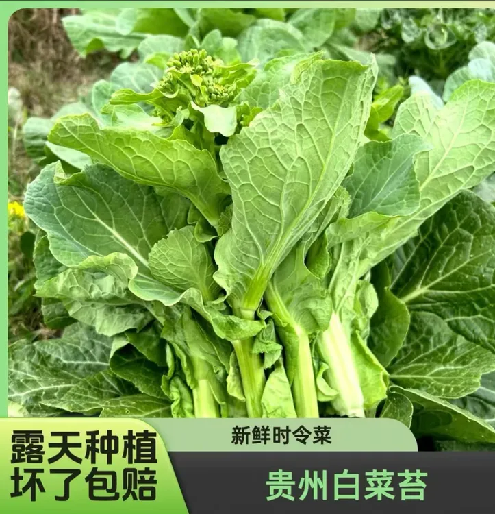 【顺丰包邮】贵州新鲜白菜苔 现摘现发 泡沫箱发货 坏烂包赔