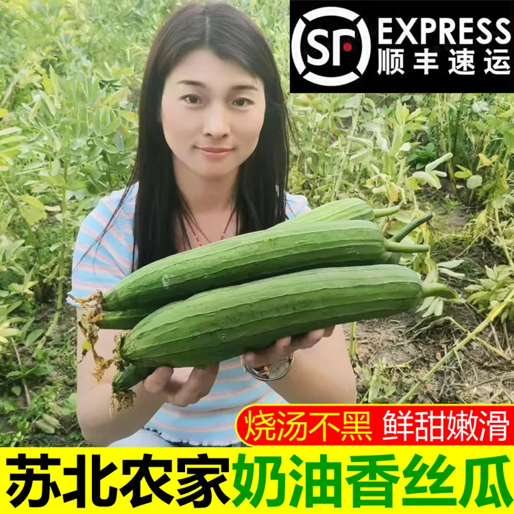 【顺丰】苏北奶油香丝瓜现摘现发棒丝瓜新鲜当季时令蔬菜