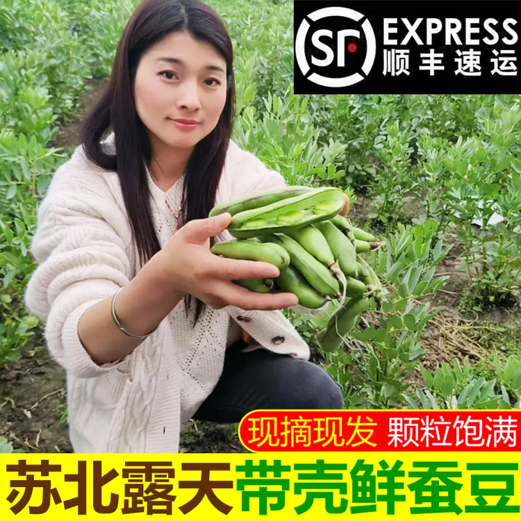 【超实惠】苏北青蚕豆带壳现摘青豆荚农家自种新鲜胡豆应季时令蔬菜