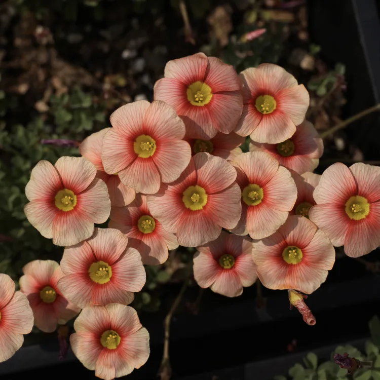 【晚花合集】酢浆草种球晚花秋植春花花期1至4月包对版易养护爆花机