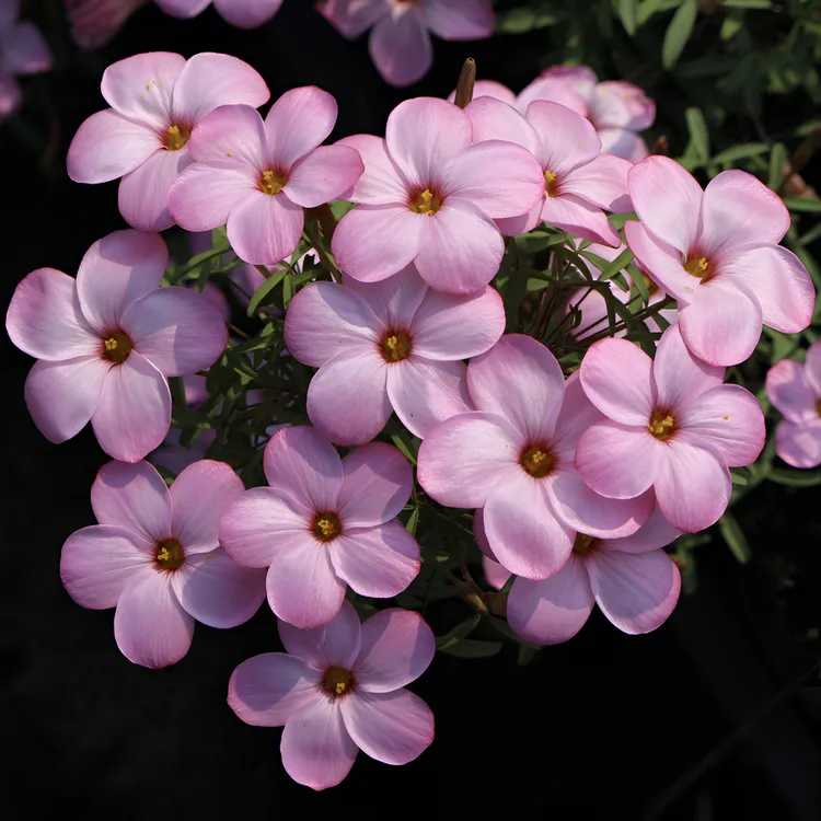 【早花合集】秋植酢浆草秋冬开花花期11至1月满28包邮花期长易养护