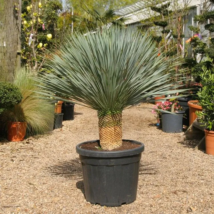 鸟喙丝兰稻草人 Yucca rostrata 绿植盆栽 块根 网红植物 脱土