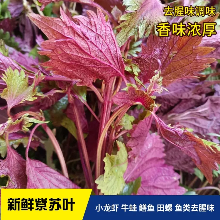 1斤2斤3斤湖南新鲜紫苏叶子香紫苏紫红色田螺鱼虾蟹调味品去腥味