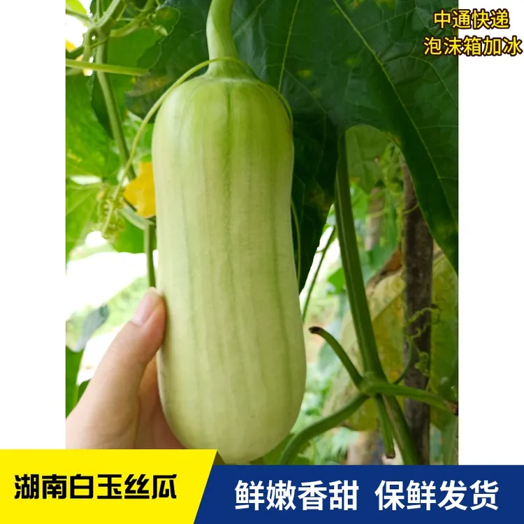 3斤4斤湖南新鲜蔬菜白玉丝瓜甜嫩胖丝瓜本地肉丝瓜牛奶丝瓜现发