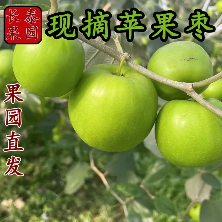 果园直发 现摘福建苹果枣大青枣脆甜孕妇新鲜水果整箱5斤大果包邮
