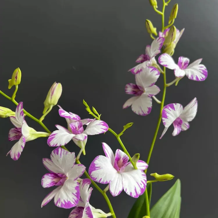 洋兰花卉 秋石斛兰 日本泼墨石斛兰 开花机器 多花剑2-4枝