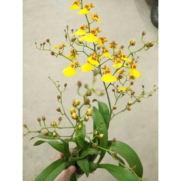 经典文心兰跳舞兰蜜糖 带花