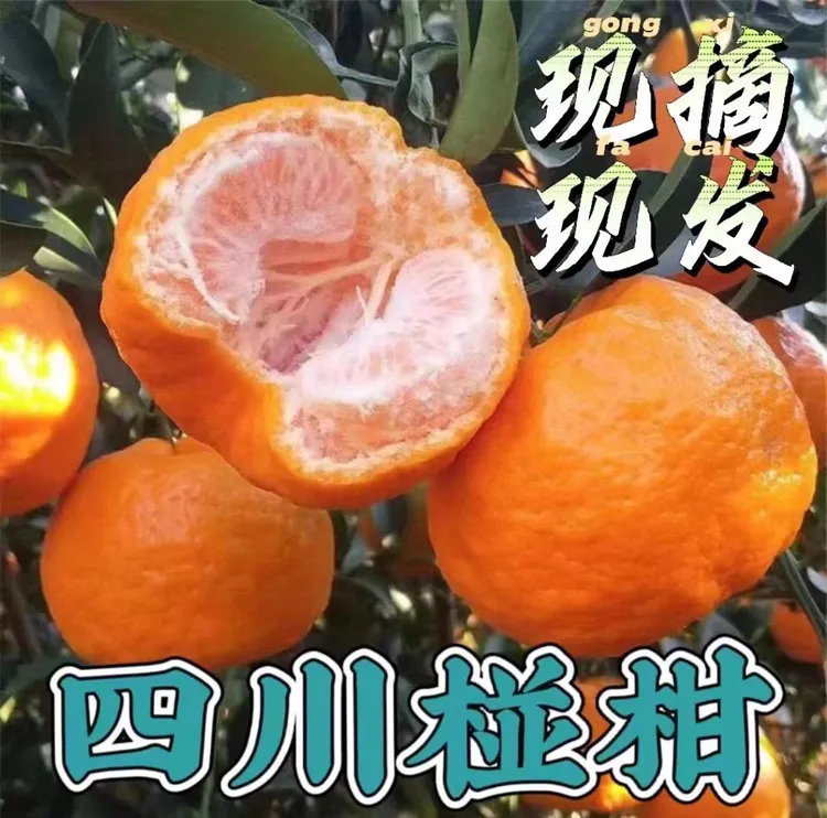 爆甜四川新鲜碰柑正宗新鲜丑橘应季整箱水果批发整箱当季橙芦柑