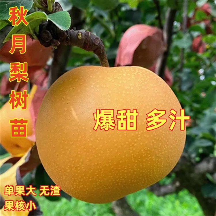 正宗嫁接梨树树苗秋月梨翠冠梨树苗南北方均可种植盆地栽当年结果