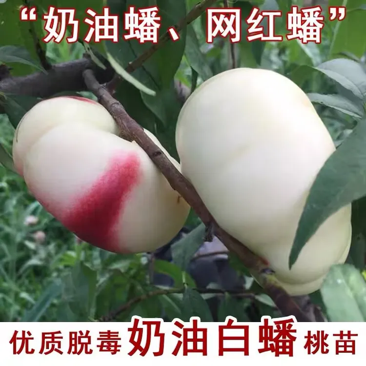 嫁接白油蟠桃苗盆栽奶油白蟠桃树苗庭院南北方种植果树苗当年结果