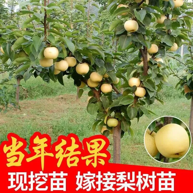 梨树果苗嫁接特大秋月梨树苗盆栽地栽南北方种香梨树树苗当年结果