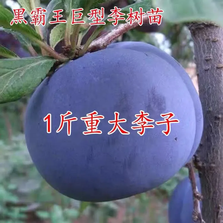 嫁接黑霸王李子树苗晚熟蜂糖李子苗脱骨李南北方种果树脆红李树苗