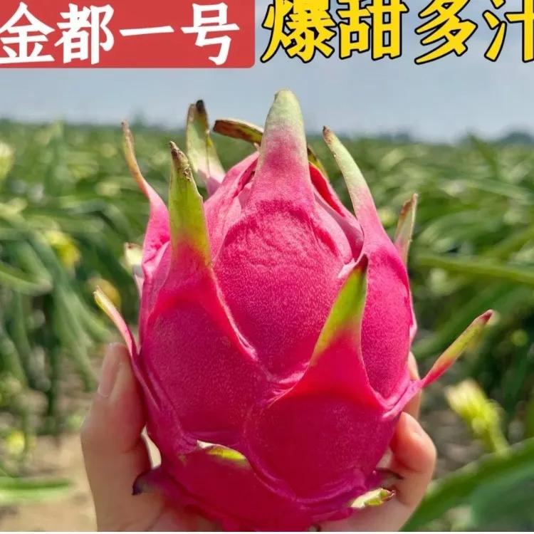 金都一号多汁红心火龙果5斤装/中果5-6个（300-400g）新鲜采摘发货