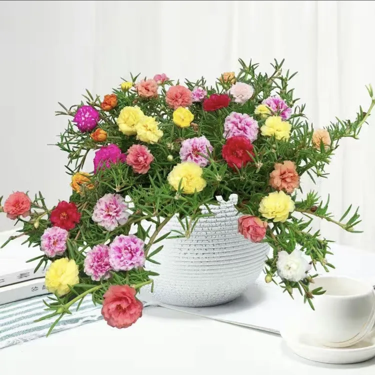 针叶重瓣太阳花童年花插土易生阳台室外种养