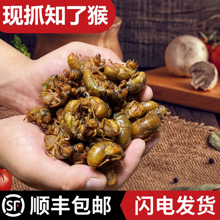 2025新鲜活体知了猴河南特产新货金蝉冷冻爬叉猴现抓现发顺丰包邮
