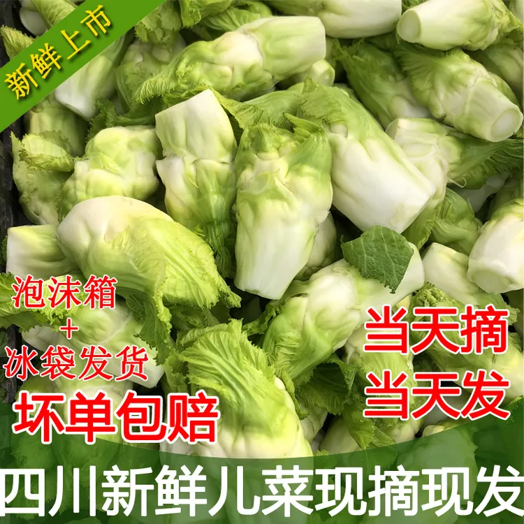 四川新鲜儿菜抱芥子抱儿菜泡菜原料新鲜蔬菜现摘现发有坏包赔