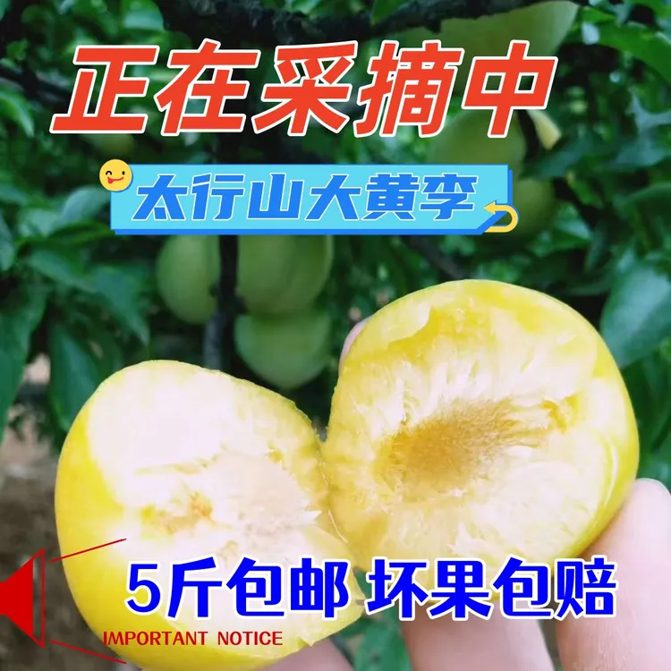 【现货速发】正宗太行山大黄李子 个大 皮薄 李子熟了 新鲜