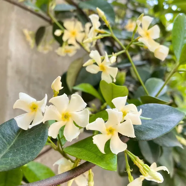 爆品花园爬藤绿植浓香风车茉莉黄色托斯卡纳