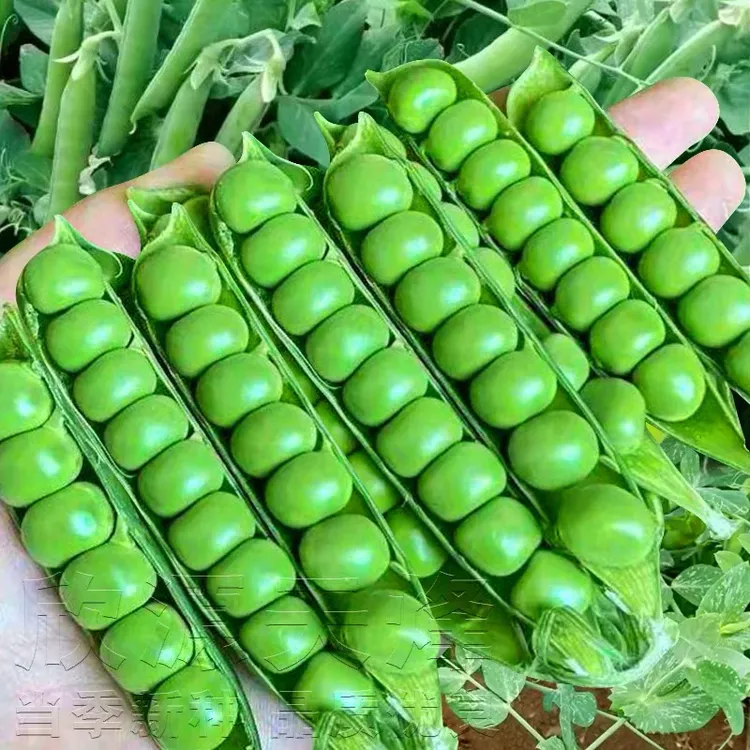 脆甜豌豆种子甜脆豌豆长寿豌豆种子荷兰豆农家四季高产耐寒种子