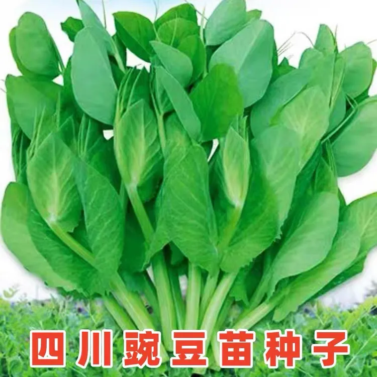 豌豆尖种子四川无须豌豆苗四季秋季菜园阳台盆栽蔬菜孑青菜籽四季