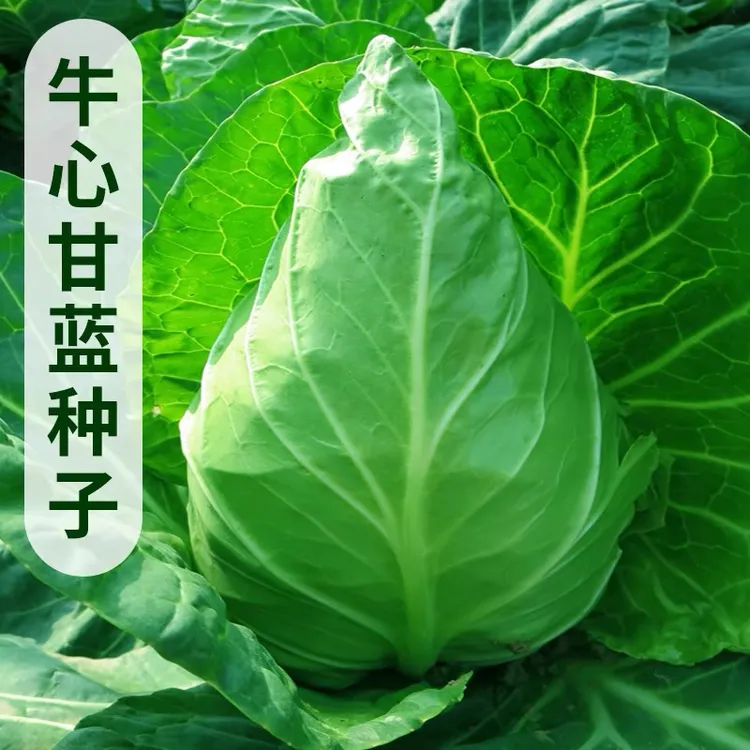 牛心甘蓝包菜种籽四季春季包心菜卷心菜阳台蔬菜种植菜种籽菜种子