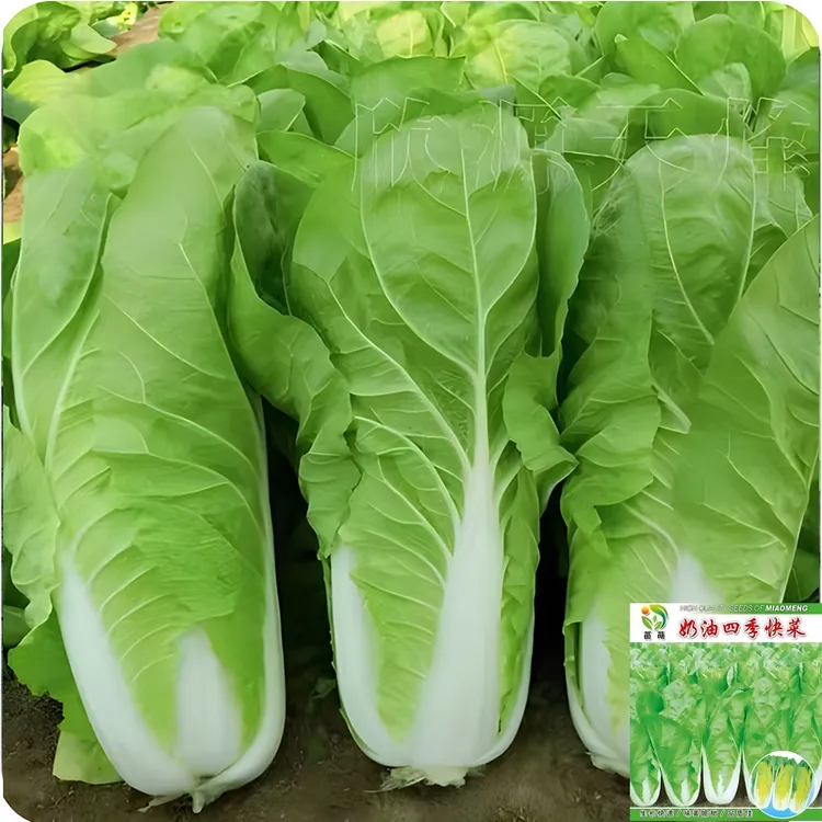 【奶油快菜种子】小白菜奶油快菜种籽春秋冬花盆庭院种植快菜种子