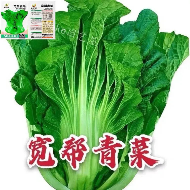 宽帮青菜种子腌渍泡菜酸菜腌菜四川芥菜中熟大叶高产秋播蔬菜种子