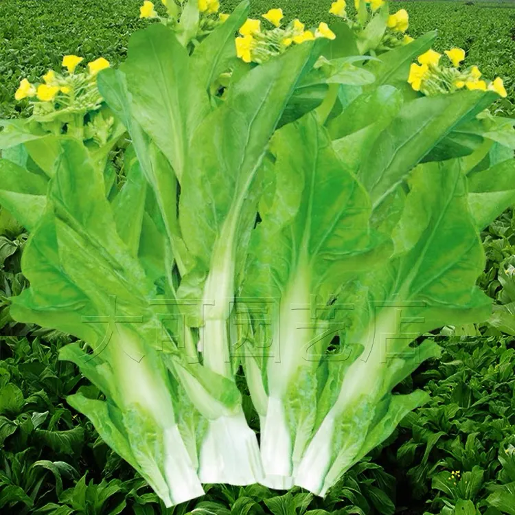 白菜苔种籽甜脆多芽早熟白菜心蔬菜种籽耐寒鲜嫩阳台庭院菜苔种籽