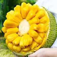 【只限山西省内可拍】黄肉菠萝蜜 现剥现吃新鲜美味单颗10斤左右