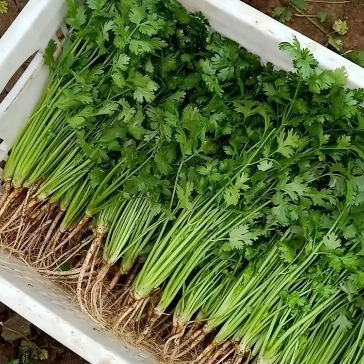 新鲜香菜农家自种新鲜芫荽调味青菜火锅菜蔬菜批发露地菜1斤