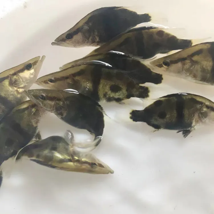 鳜鱼桂花鱼鲜活白鳜鱼食用路亚钓场鱼缸专用鳜鱼运输报损