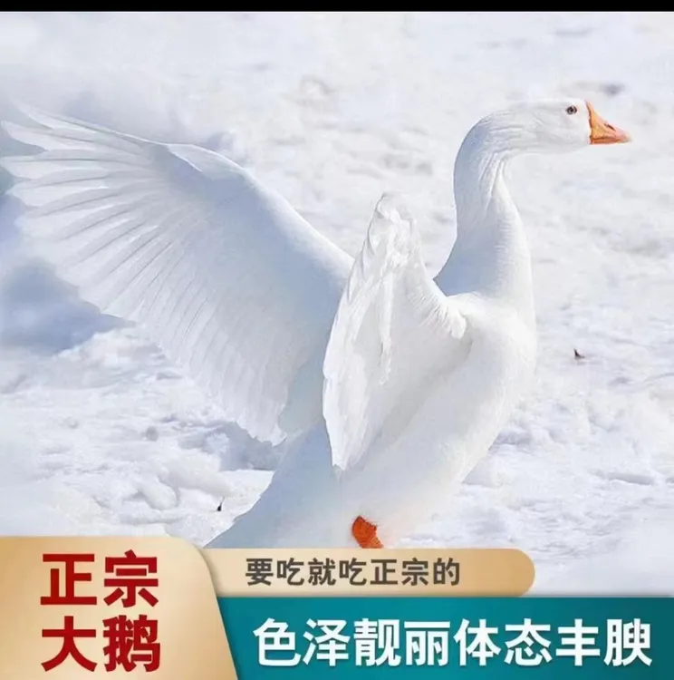 买一只送一只农村散养土鹅大白鹅杀好净重8-10斤