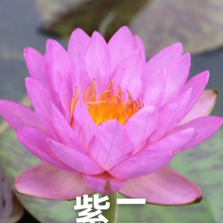 <紫二>多种花色睡莲杯苗 耐寒睡莲 睡莲价格