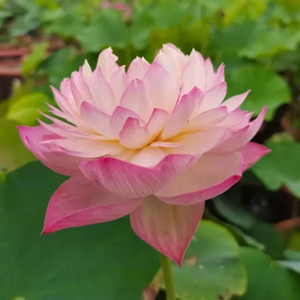 【粉壮】景区河塘观赏荷花 重瓣多花色 深水植物批发基地