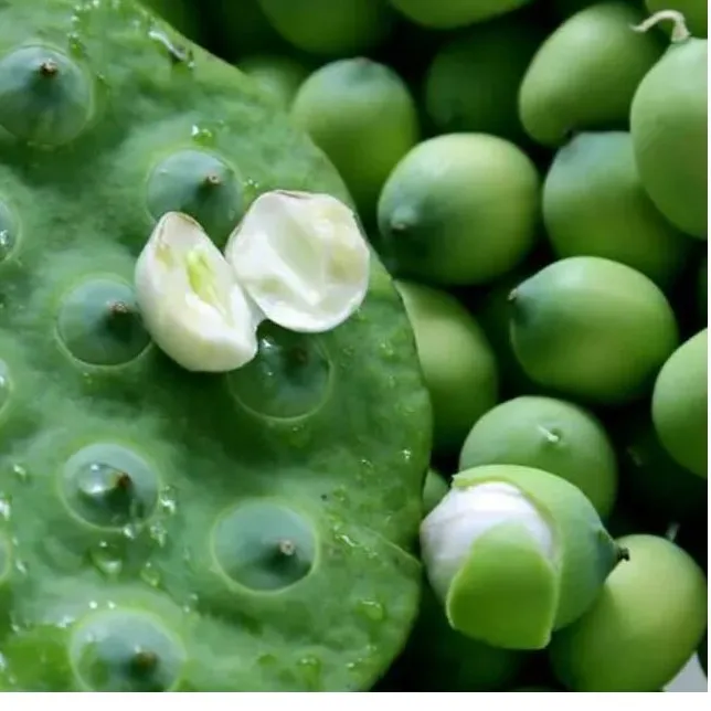 新鲜嫩甜莲蓬 水果莲子当天现摘农家自种产品3斤装