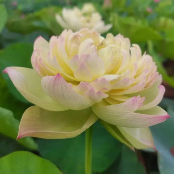 【云雾仙子】盆栽荷花苗 观赏性荷花 水生苗木 高耐寒种苗 颜色齐全