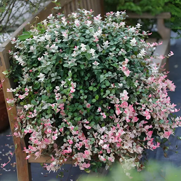 【2加仑】花叶络石 绿色加仑盆 多年生庭院室内植物