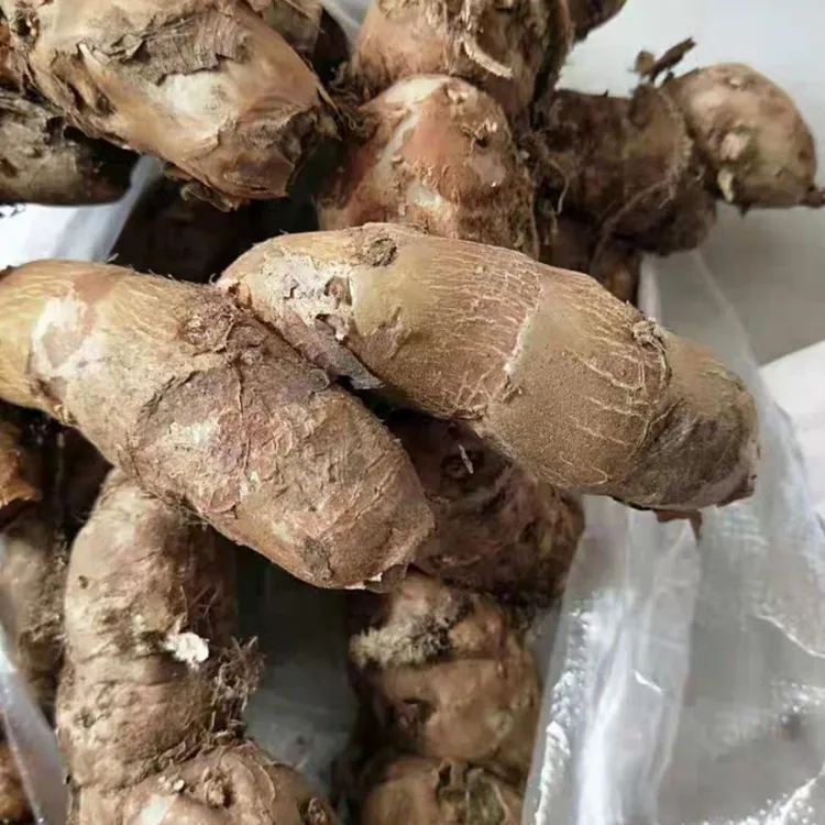 云南德宏野生山姜 新鲜采摘 切丝凉拌山姜 清凉 景玻美味小菜芒市