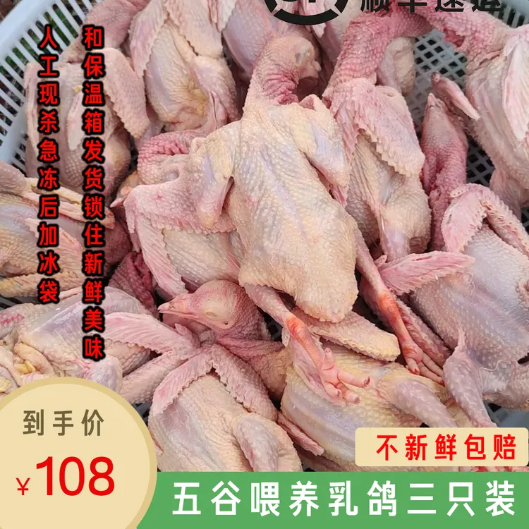 （中秋优选）营养新鲜乳鸽五谷杂粮喂养农家散养