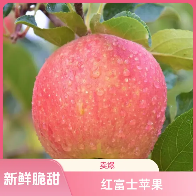 热销凌源前进雹神庙红富士苹果现摘现发坏果包赔甜脆可口包邮