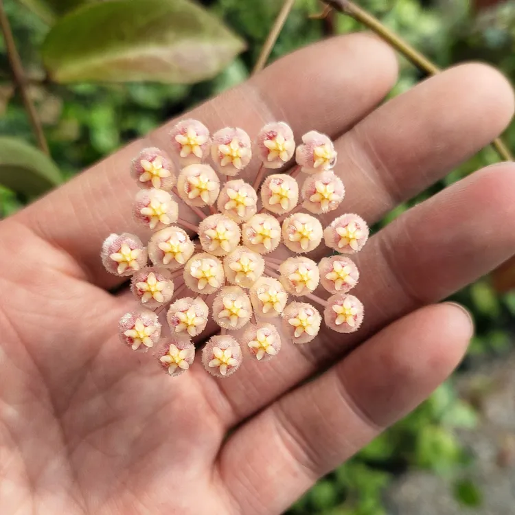 苏奈球兰垂吊绿植阳台办公室桌面客厅植物勤花花香净化空气趣味