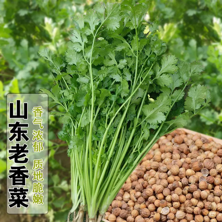 【拍2发3】大叶香菜种子耐热荽种籽春秋四季农家蔬菜种籽盆栽学种菜