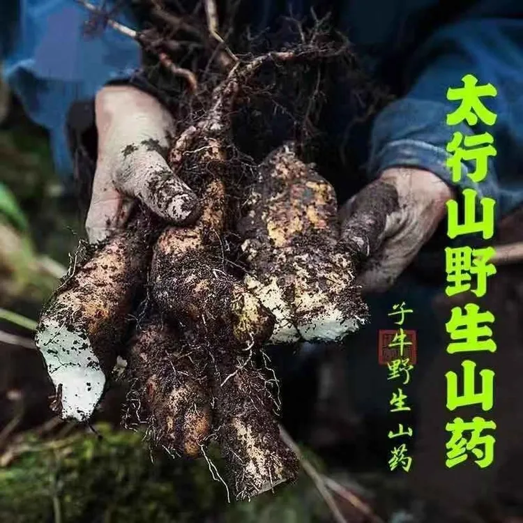2025新鲜野生怀山药！养生滋补营养高！