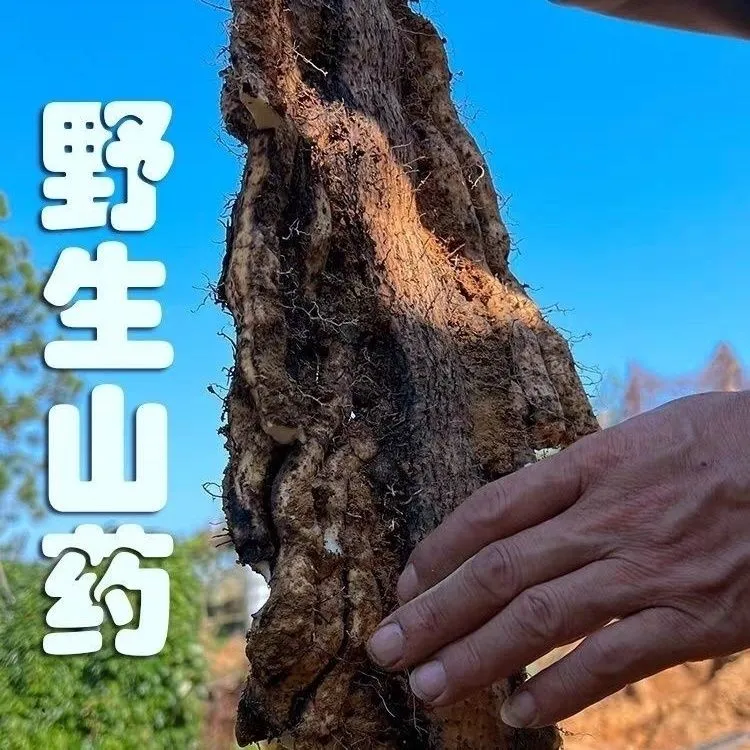 （中果)四斤，怀山药产地焦作