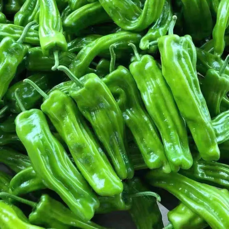 现摘新鲜蔬菜微辣辣椒薄皮青椒湖北特产农家自种1斤/3斤/5斤包邮