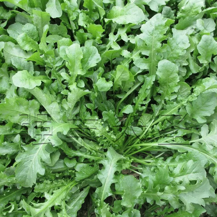 荠菜种子农家四季大叶菜种籽食用盆栽荠荠菜种籽