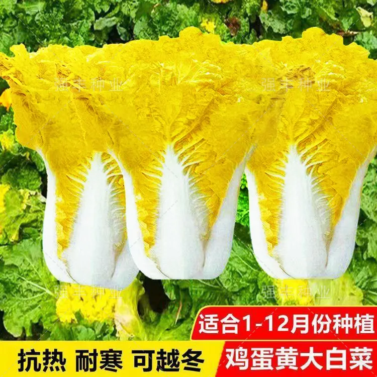 强丰禾圣鸡蛋黄奶油大白菜种子真好吃黄心快菜籽夏秋四季播蔬菜孑