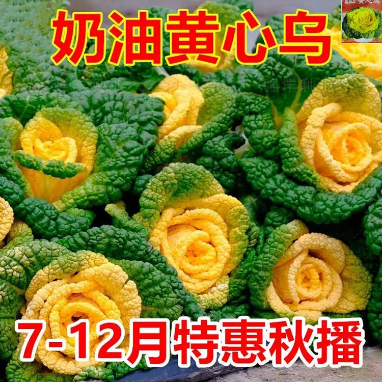 强丰禾圣耐寒蔬菜纤维少菊花心