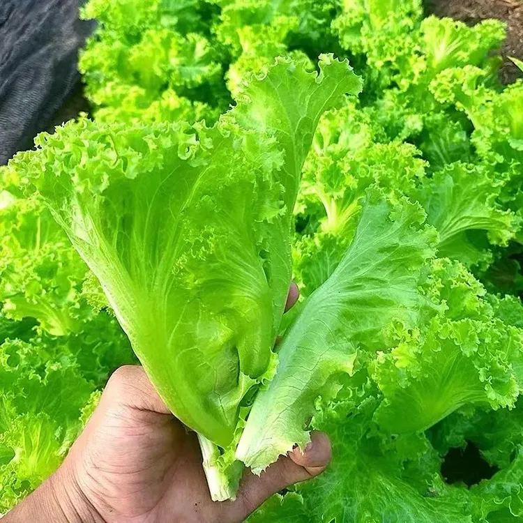 四季甜脆玻璃生菜种子生吃脆嫩生菜种籽阳台四季盆栽春季蔬菜种孑商品图